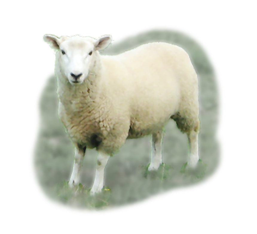 ノンキープロジェクトについて