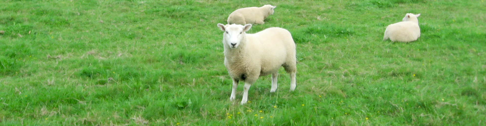 ノンキープロジェクトとは?